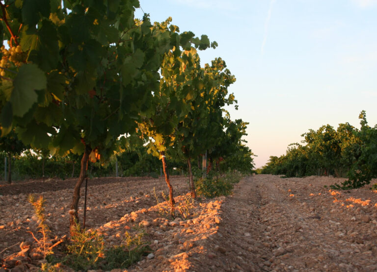 Viñedo-Bodegas-Felix-Sanz-2